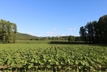 la vue sur le chateau des Milandes 